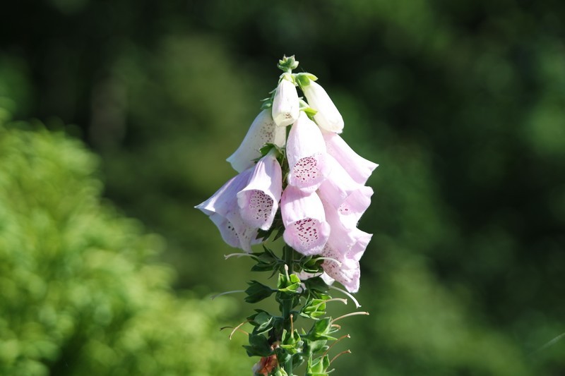 Fleurs des Jardins des Marais à Herbignac