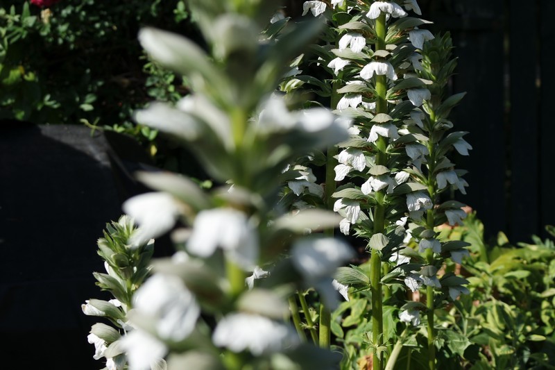 Fleurs des Jardins des Marais à Herbignac