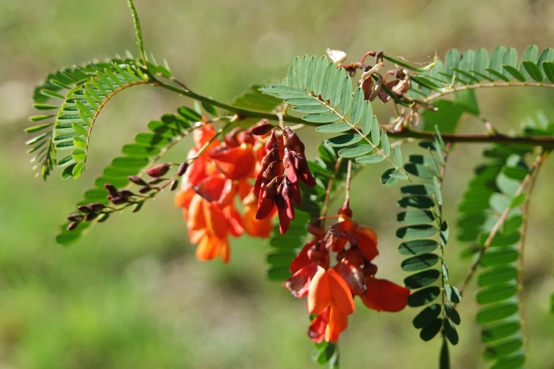 Fleurs du parc du Moulin de Kergas