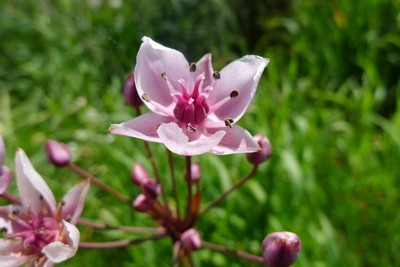 Flore Bretagne Plein Sud