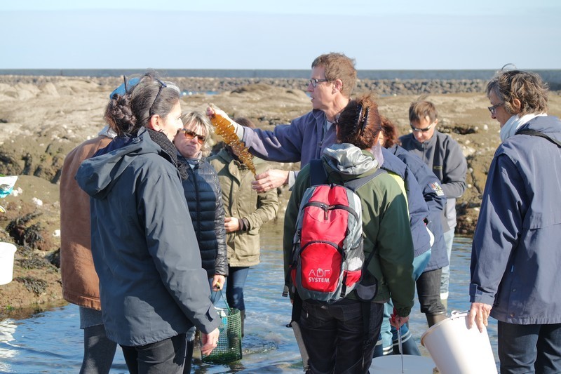 Groupe sortie cueillette d'algues au Croisic