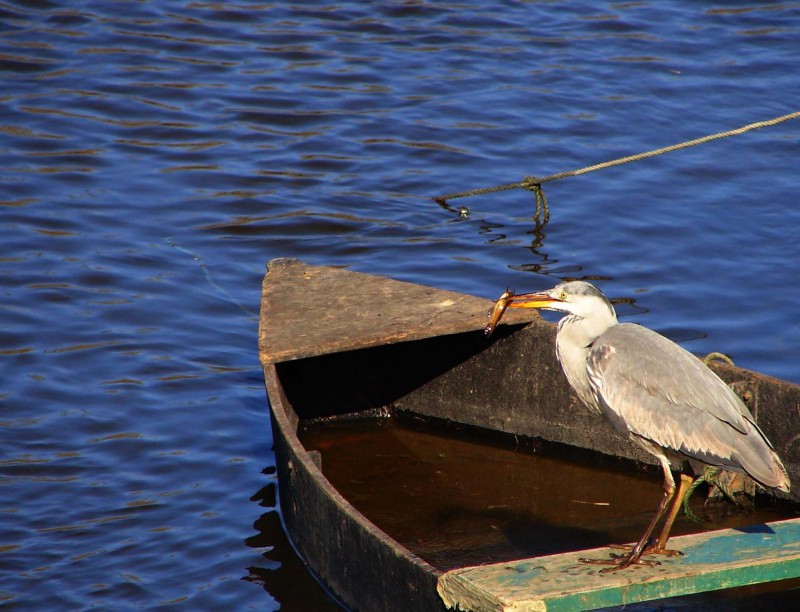 Héron Cendré Parc naturel régional de Brière