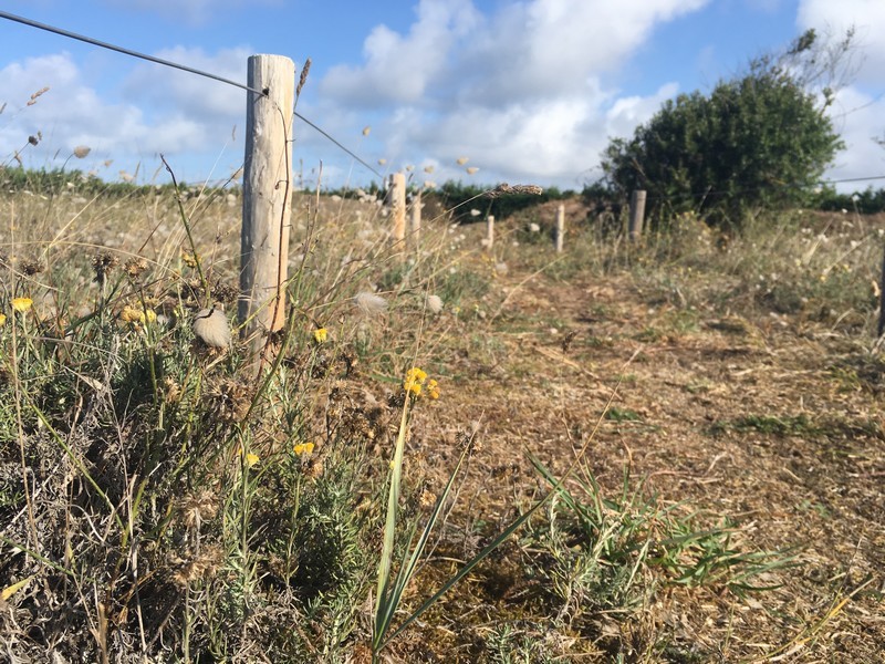 Immortelle des dunes