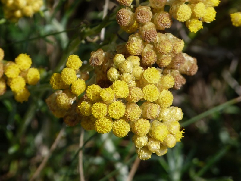 Immortelle des sables