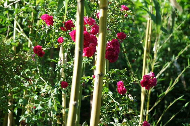 Jardins des Marais à Herbignac