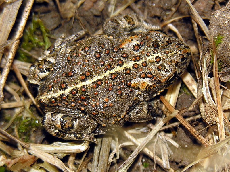 Le Crapaud calamite (ou crapaud des joncs)