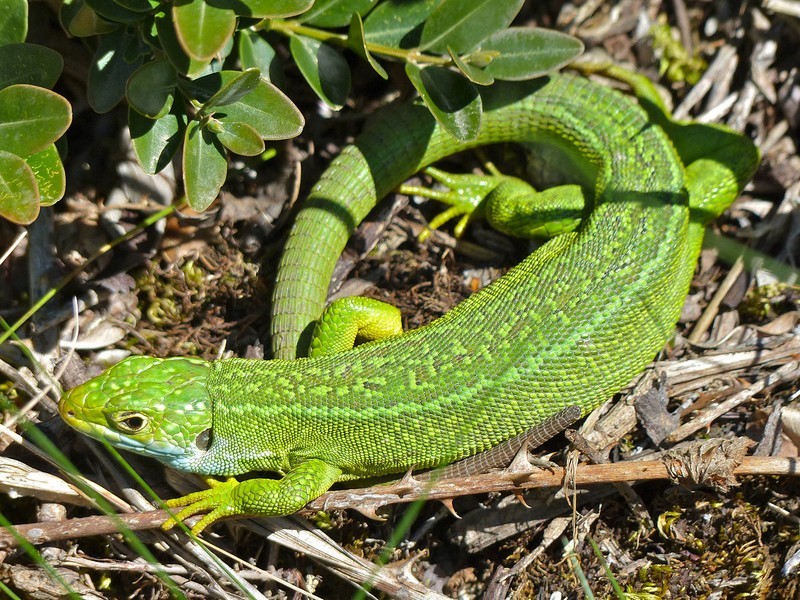 Lézard vert occidental - Femelle