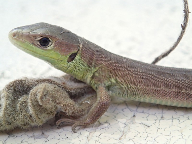 Lézard vert occidental - Jeune