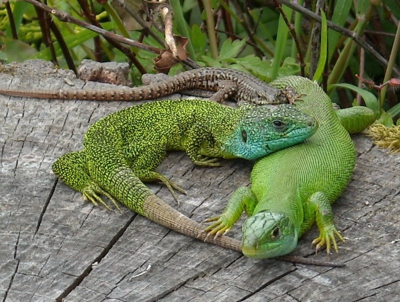 Lézard vert occidental mâle & femelle, Lézard des murailles