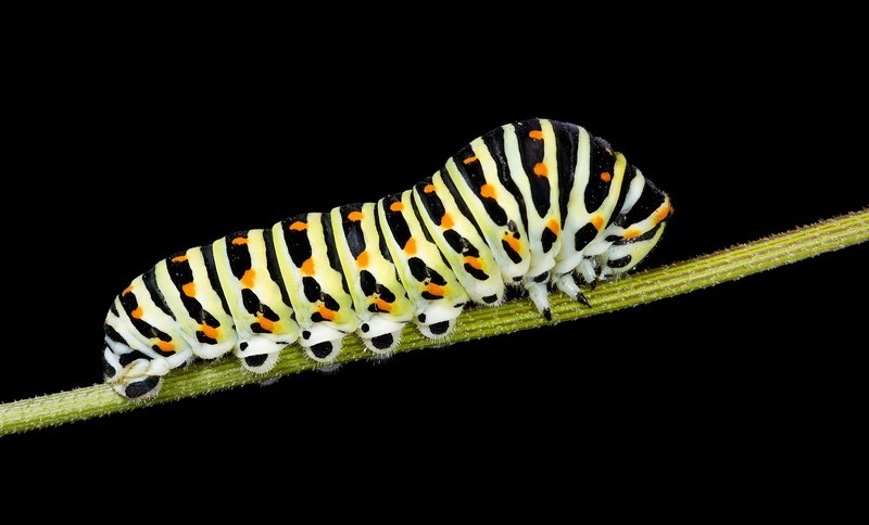 Machaon - Chenille