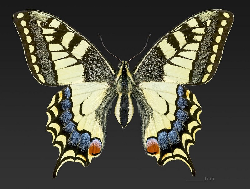 Machaon - Face dorsale