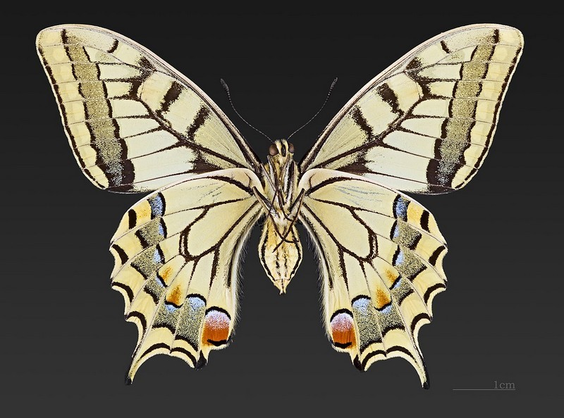 Machaon - Face dorsale