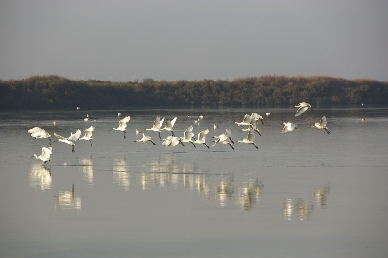 Oiseaux dans les marais salants