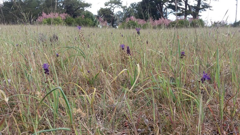 Muscari