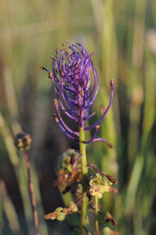 Muscari à toupet