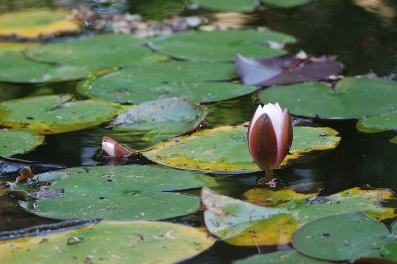 Nénuphar au Moulin de Kergas à Herbignac