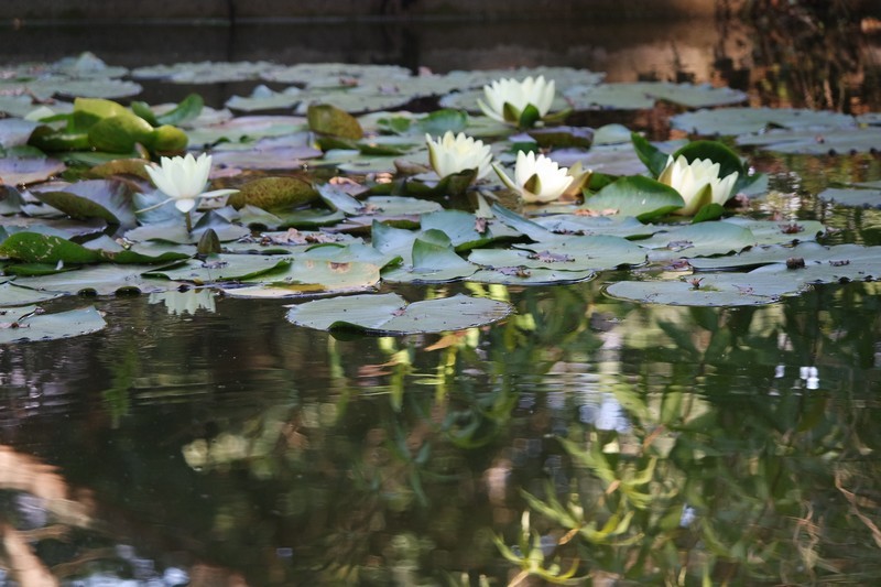 Nénuphar au Moulin de Kergas à Herbignac