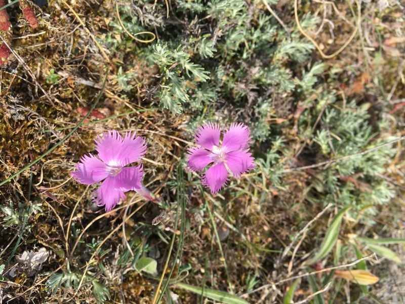 Oeillet de France, Oeillet des Dunes