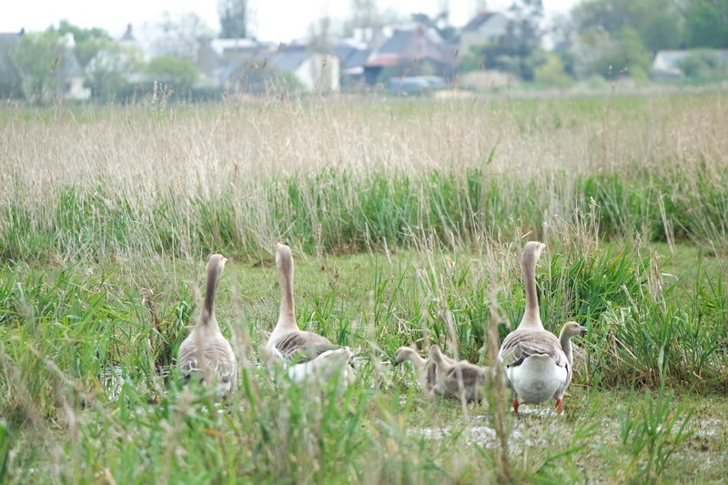 Oies dans la Réserve naturelle régionale du marais de Brière