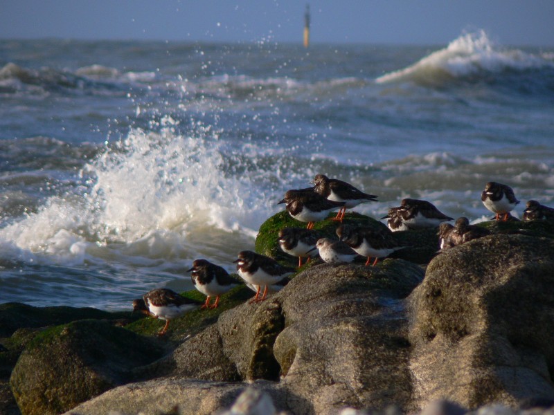 Oiseaux bord de mer Bretagne Plein Sud