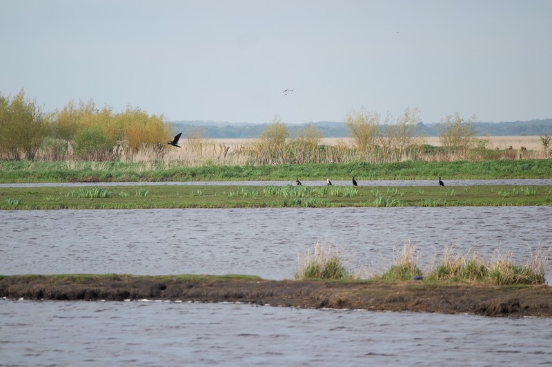 Oiseaux de la Réserve naturelle régionale du marais de Brière