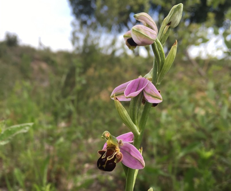 Ophrys abeille