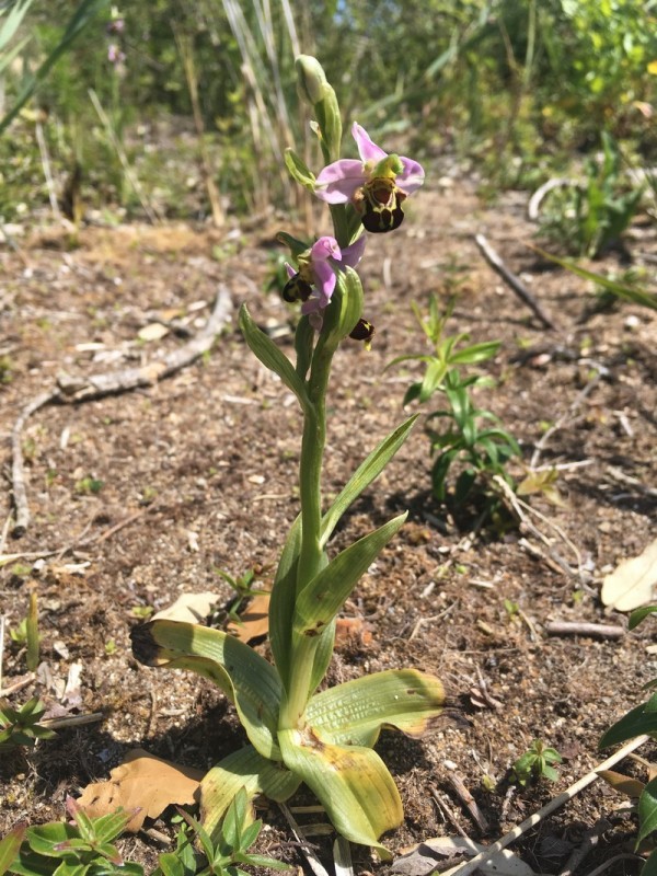 Ophrys abeille