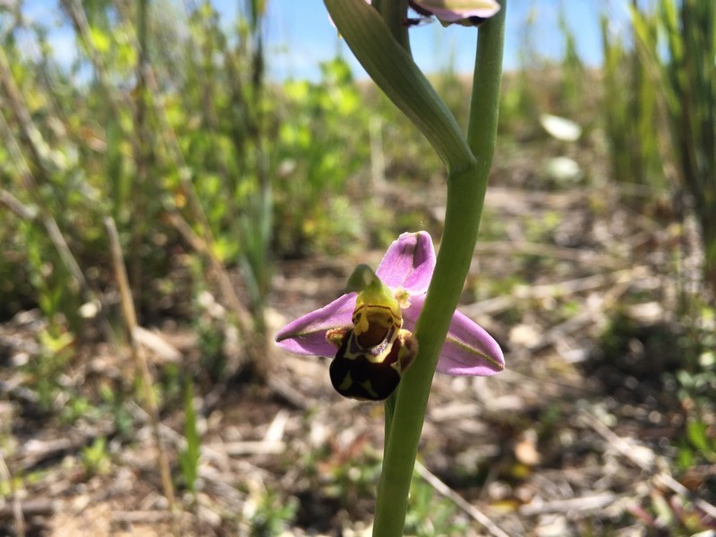 Ophrys abeille