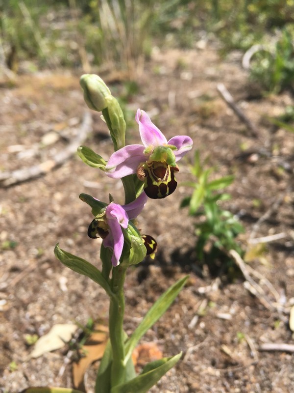 Ophrys abeille