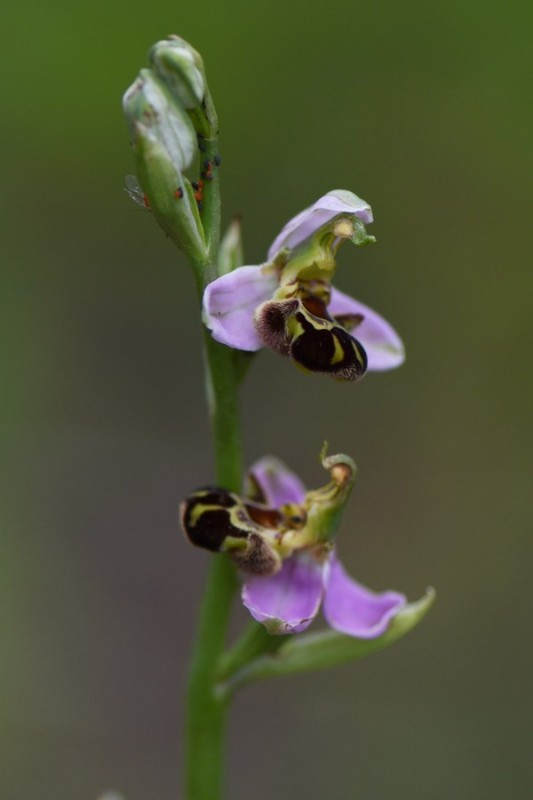 Ophrys abeille