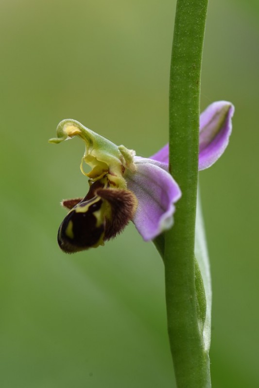 Ophrys abeille