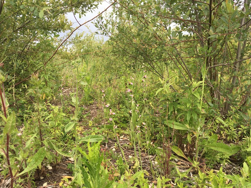 Ophrys abeille