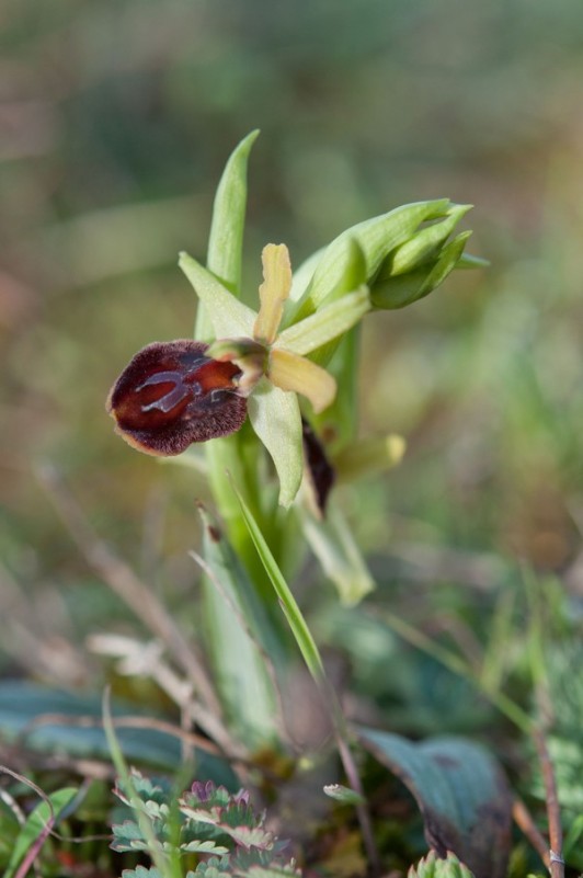 Ophrys araignée