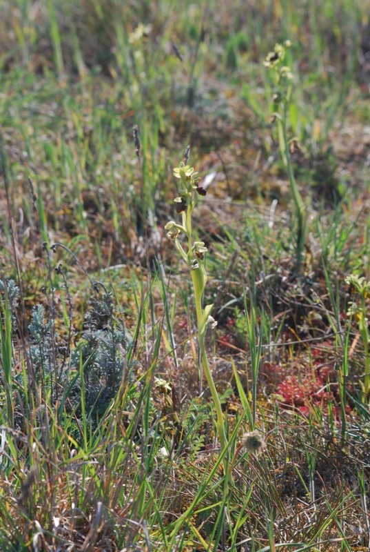 Ophrys araignée