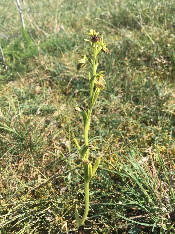 Ophrys araignée