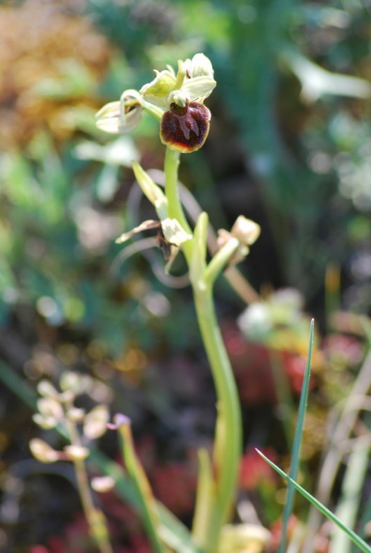 Ophrys araignée