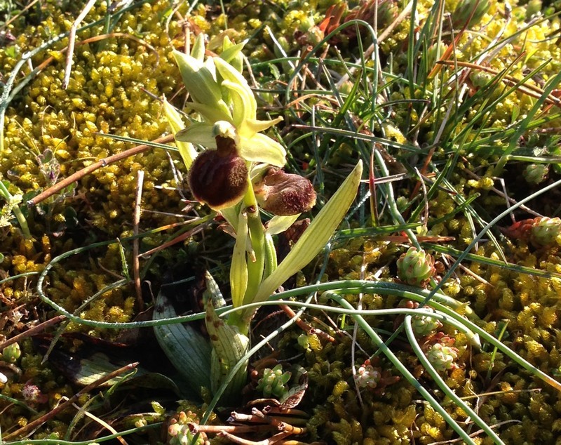 Ophrys araignée - Dune de la Falaise