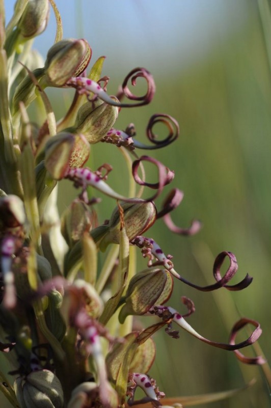 Orchis bouc