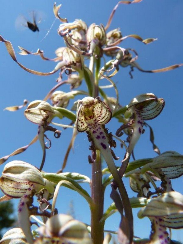 Orchis bouc