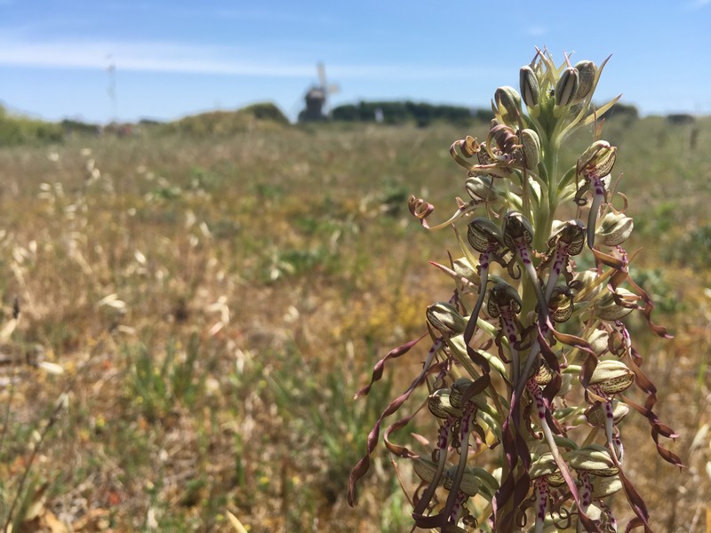 Orchis bouc_Etape 3