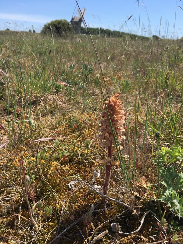 Orobanche du Gaillet - Dune de la Falaise