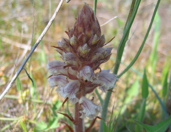 orobanche-du-gaillet-pdv1-969