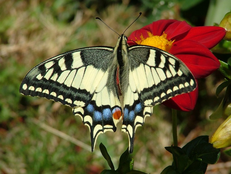 Papillon Machaon