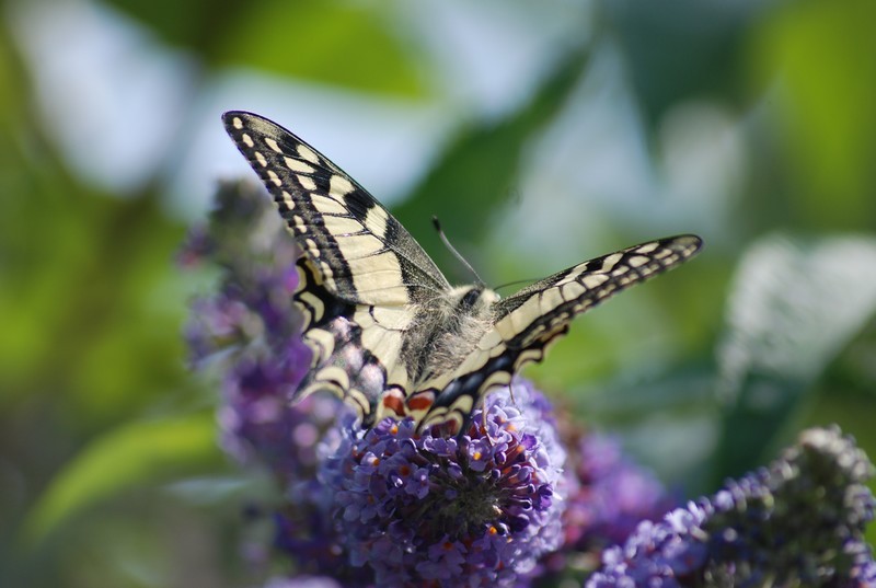 Papillon Machaon