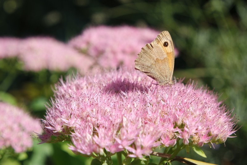 Papillon Moulin de Kergas à Herbignac