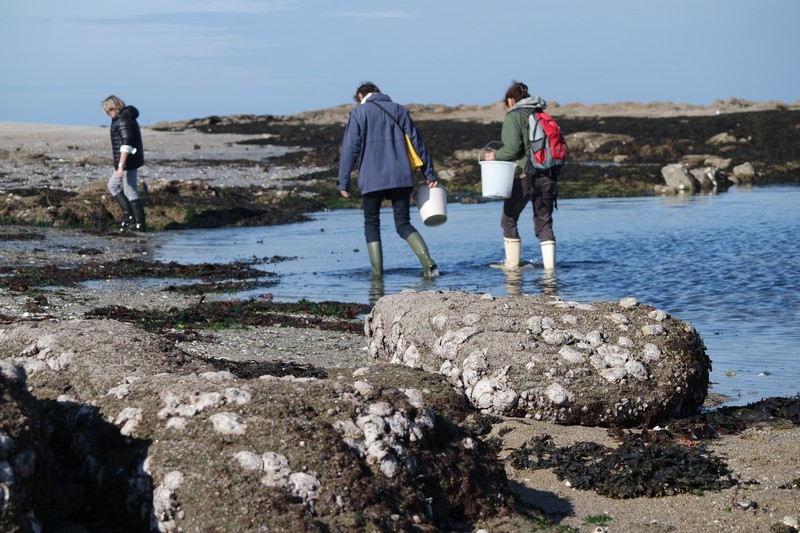 Participants à la cueillette d'algues au Croisic
