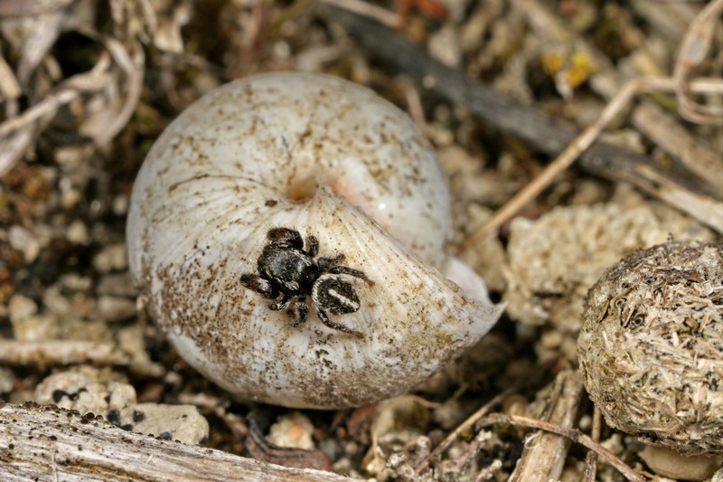 Pellenes Nigrociliatus