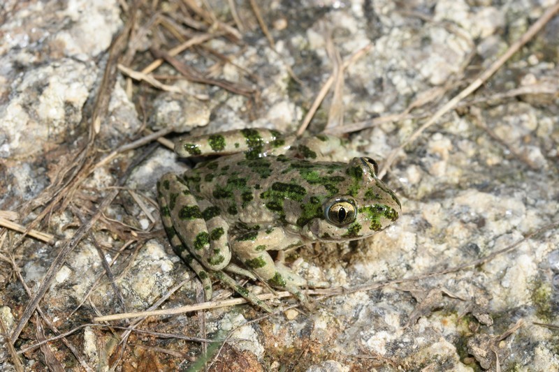 Pélodyte ponctué