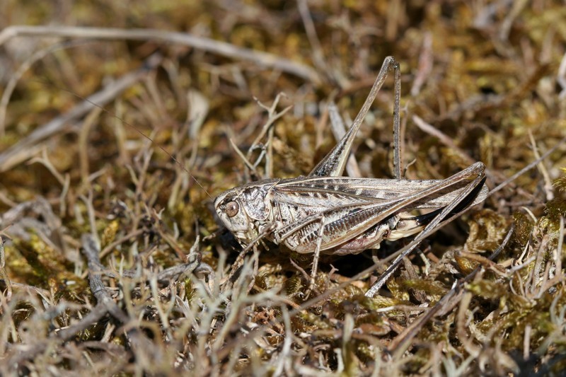 Platycleis affinis - Femelle