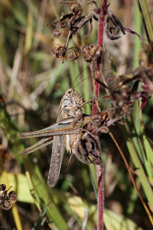 Platycleis affinis - Femelle